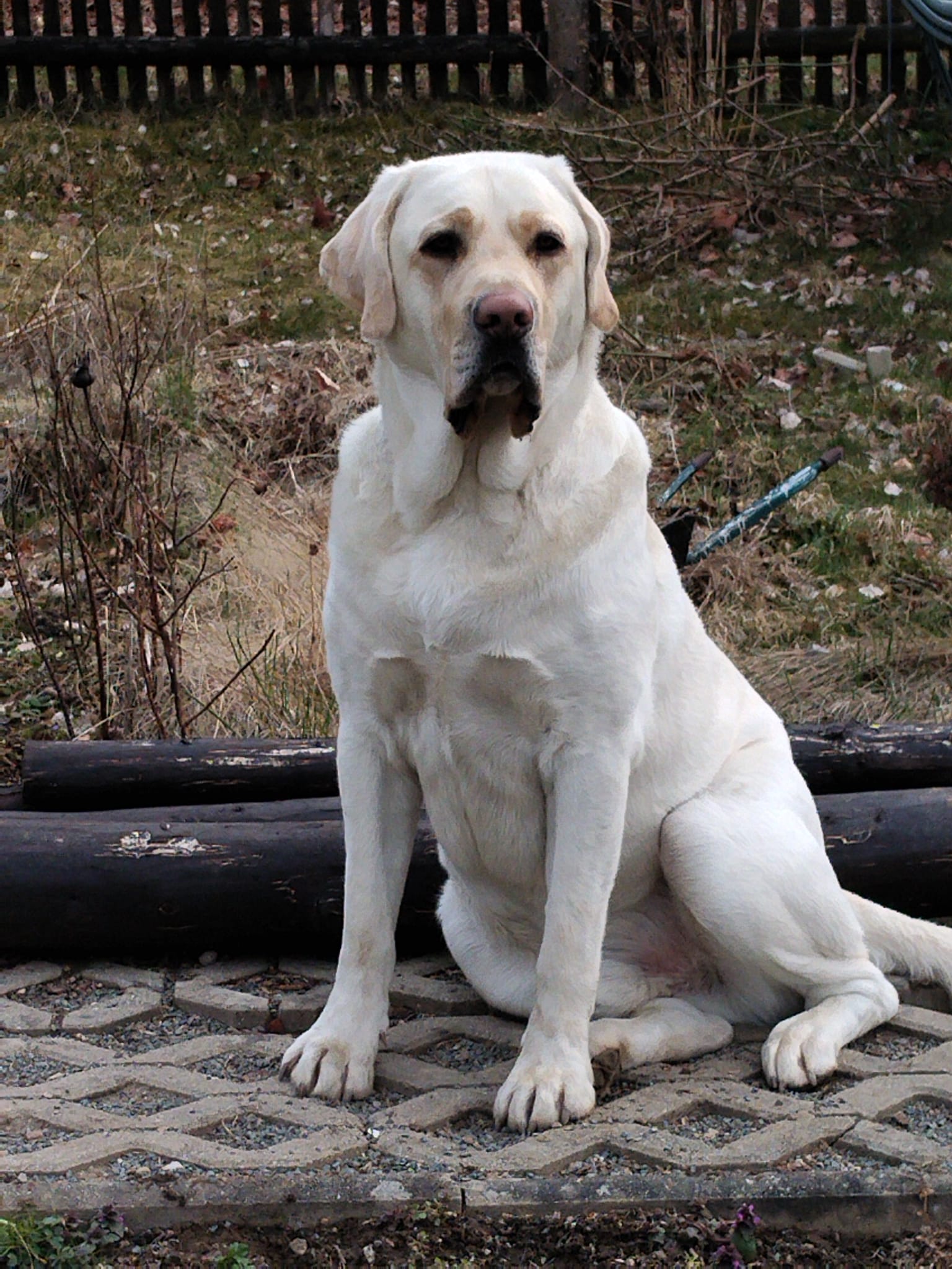 Bruno (Udo-Jochen)